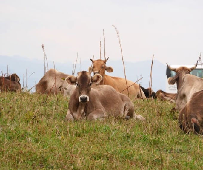 allevamento sostenibile di montagna